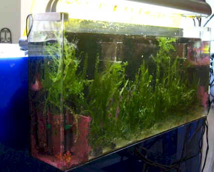 A large custom hang on the back refugium, featuring hardy Caulerpa Prolifera.