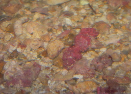 Coral Rubble Substrate