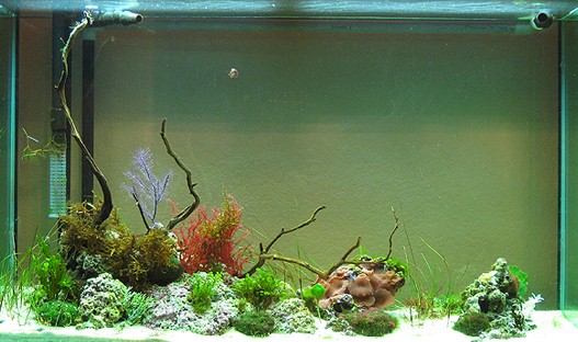 Jaide Swarthout's Planted Tank