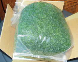 Chaetomorpha can be succesfully shipped wet and can survive for several days.