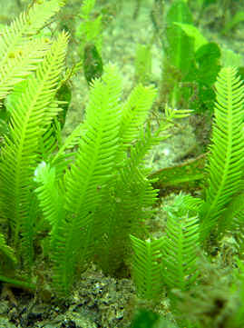 Caulerpa Taxifolia