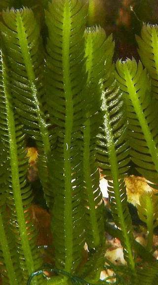 Caulerpa Taxifolia