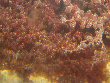 Botyocladia Sp.